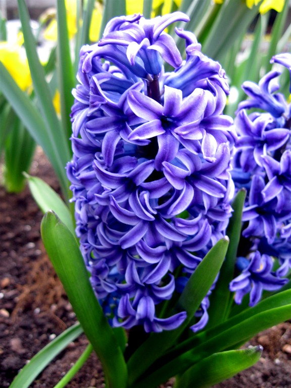 Blue Hyacinth